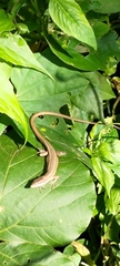 Takydromus kuehnei