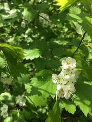 Crataegus fluviatilis