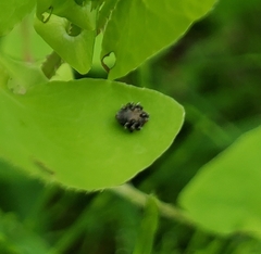 Rhinoncomimus latipes