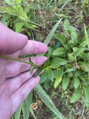 Penstemon alluviorum