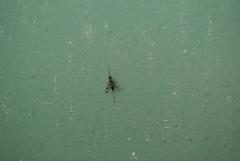 Aulacidae