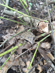 Pseudacris streckeri