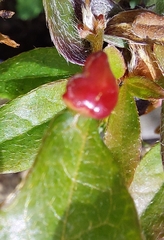 Exobasidium japonicum