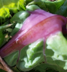 Exobasidium japonicum