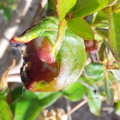 Exobasidium japonicum