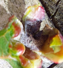 Exobasidium japonicum