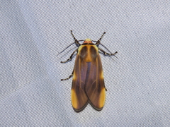 Aemilia crassa