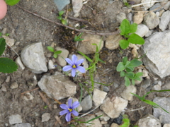 Sisyrinchium montanum