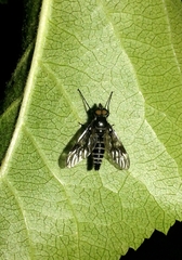 Ibisia marginata