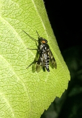 Ibisia marginata