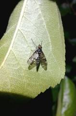 Ibisia marginata