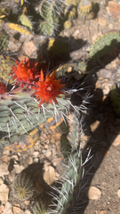 Opuntia stenopetala