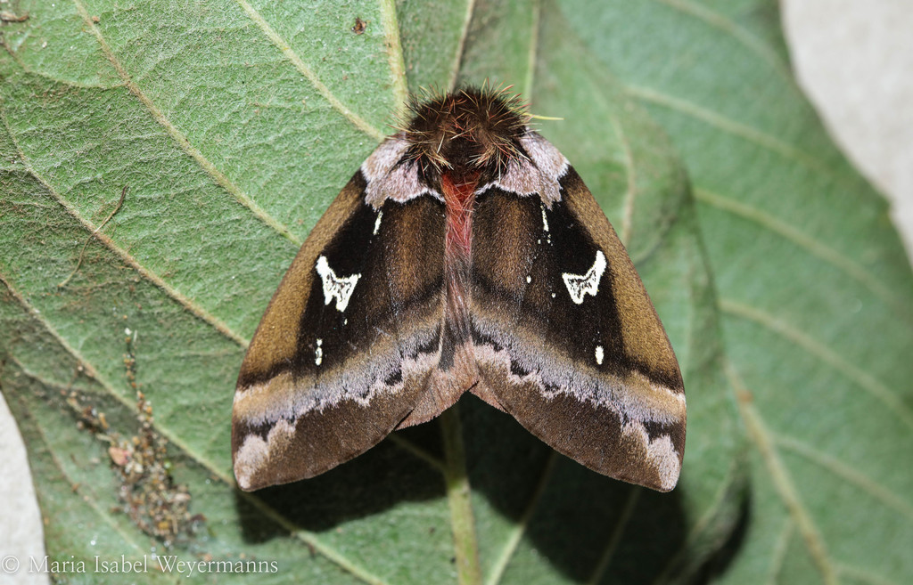 Dirphiopsis picturata