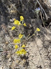 Chylismia claviformis lancifolia