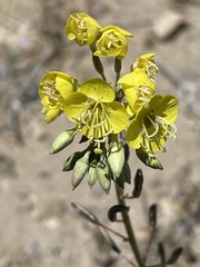 Chylismia claviformis lancifolia