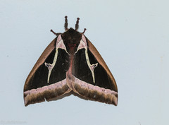 Dirphiopsis multicolor