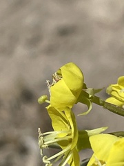 Chylismia claviformis lancifolia