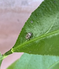 Cylindrocopturus