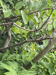 Selasphorus calliope