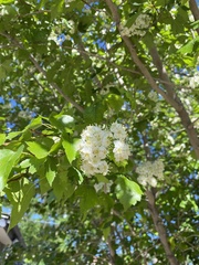 Crataegus viridis