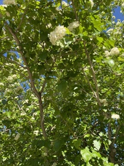 Crataegus viridis