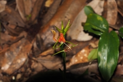 Cryptostylis arachnites