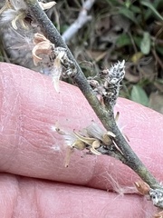 Salix humilis tristis