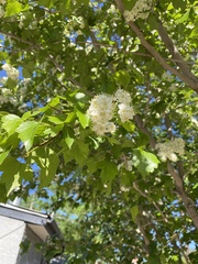 Crataegus viridis
