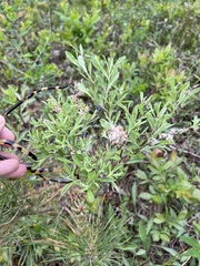 Salix humilis tristis