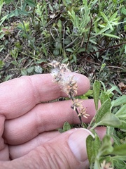 Salix humilis tristis