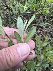 Salix humilis tristis
