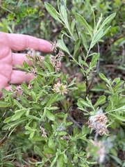 Salix humilis tristis