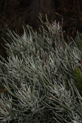 Syncarpha gnaphaloides