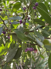 Myoporum boninense