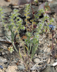 Cryptantha recurvata