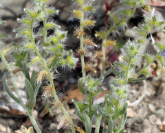 Cryptantha recurvata