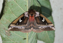 Dirphiopsis picturata