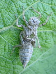 Anisoptera