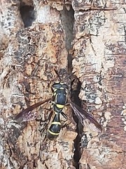 Sphiximorpha willistoni