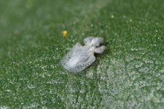 Corythucha immaculata