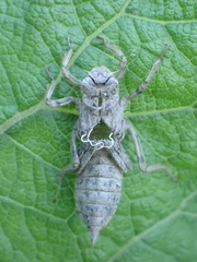 Anisoptera