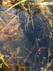 Emydoidea blandingii