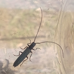 Theophilea subcylindricollis