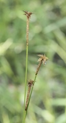 Carex exilis