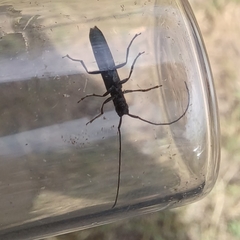 Theophilea subcylindricollis