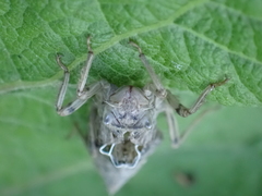 Anisoptera