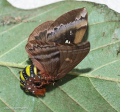 Dirphiopsis picturata