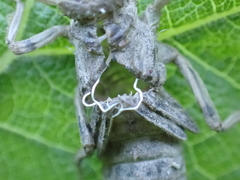 Anisoptera