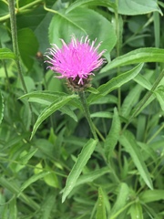 Centaurea