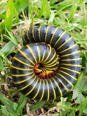Rhinocricidae